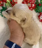 Butter’s Yellow Boy, a male Maltipoo for sale in Eatonton, GA – Photo 5 of 10