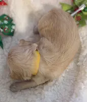 Butter’s Yellow Boy, a male Maltipoo for sale in Eatonton, GA – Photo 8 of 10