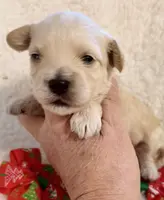 Butter’s Yellow Boy, a male Maltipoo for sale in Eatonton, GA – Photo 4 of 10