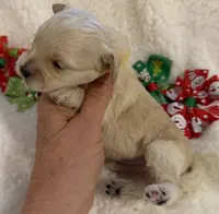 Butter’s Yellow Boy, a male Maltipoo for sale in Eatonton, GA – Photo 2 of 10