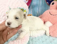 Jellybean’s Apricot/White Boy, a male Maltipoo for sale in Eatonton, GA – 6 of 8