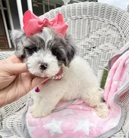 Jellybean’s Blue Merle/White, a female Maltipoo for sale in Eatonton, GA – 1 of 9