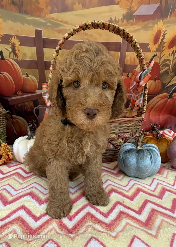 Shirley’s Black Boy – Miniature Goldendoodle puppy for sale in Eatonton, GA