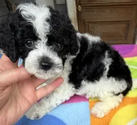 Hailey’s Green Boy, a male Cavapoo for sale in Eatonton, GA – 5 of 10
