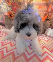 Jellybean’s Blue Merle/White, a female Maltipoo for sale in Eatonton, GA – 3 of 6