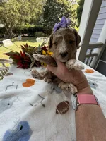 Shirley’s Purple Girl, a female Miniature Goldendoodle for sale in Eatonton, GA – 6 of 6