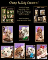 Katy’s Purple Girl, a female Cavapoo and Poodle - Miniature  for sale in Eatonton, GA – Photo 10 of 10