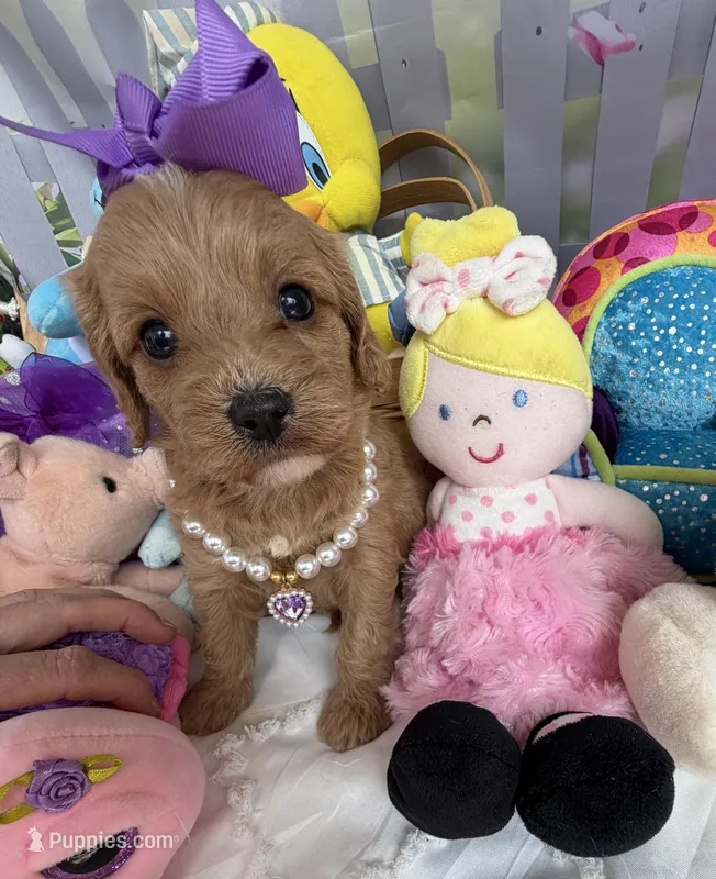 Katy’s Purple Girl