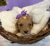 Katy’s Purple Girl, a female Cavapoo and Poodle - Miniature  for sale in Eatonton, GA – Photo 6 of 10