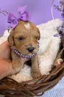 Katy’s Purple Girl, a female Cavapoo and Poodle - Miniature  for sale in Eatonton, GA – Photo 5 of 10