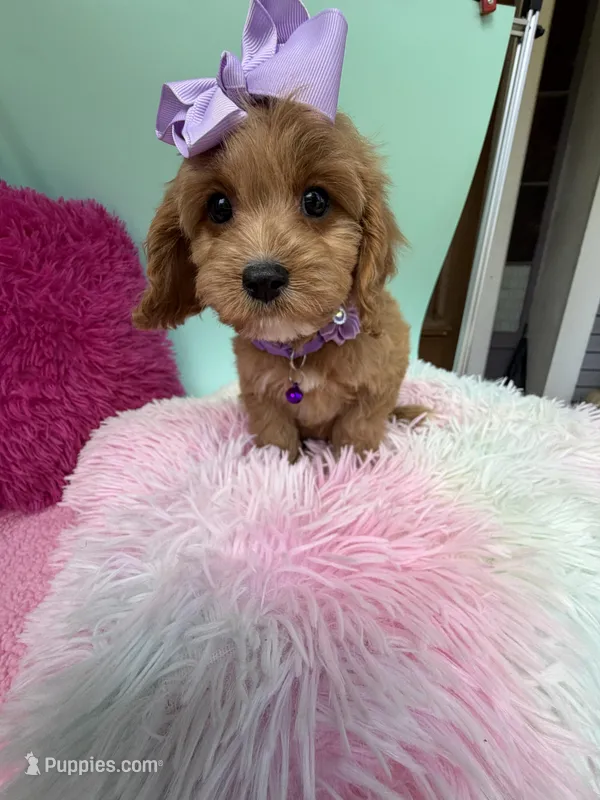 Katy’s Purple Girl – Cavapoo, Poodle - Miniature  puppy for sale in Eatonton, GA