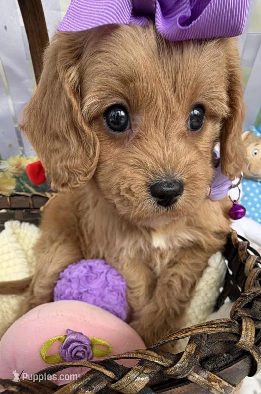 Katy’s Purple Girl