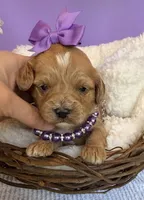 Katy’s Purple Girl, a female Cavapoo and Poodle - Miniature  for sale in Eatonton, GA – Photo 1 of 10