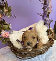 Katy’s Purple Girl, a female Cavapoo and Poodle - Miniature  for sale in Eatonton, GA – Photo 9 of 10