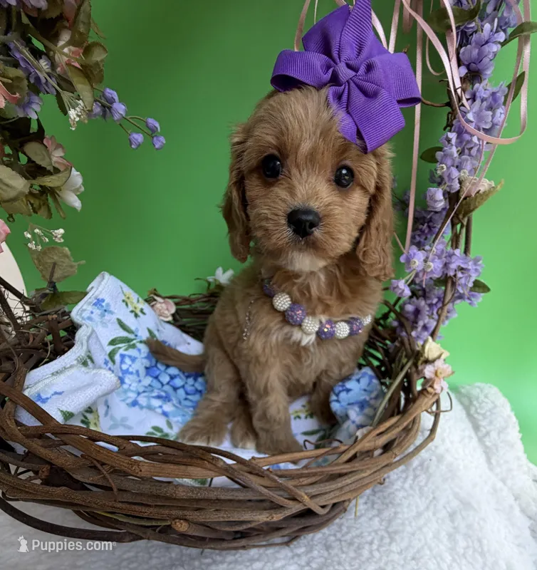 Katy’s Purple Girl