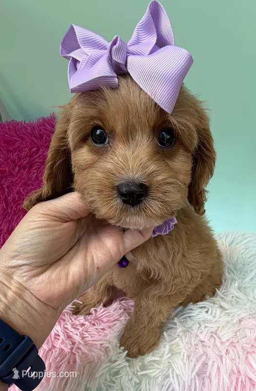 Katy’s Purple Girl – Cavapoo, Poodle - Miniature  puppy for sale in Eatonton, GA