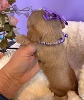 Katy’s Purple Girl, a female Cavapoo and Poodle - Miniature  for sale in Eatonton, GA – Photo 4 of 10