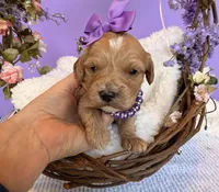 Katy’s Purple Girl, a female Cavapoo and Poodle - Miniature  for sale in Eatonton, GA – Photo 8 of 10