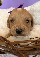 Katy’s Purple Girl, a female Cavapoo and Poodle - Miniature  for sale in Eatonton, GA – Photo 7 of 10