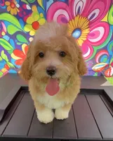 Pipi’s Green Boy, a male Maltipoo for sale in Eatonton, GA – 5 of 5