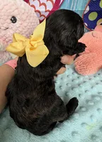 Jellybean’s Black/Sable Boy, a male Maltipoo for sale in Eatonton, GA – 8 of 9