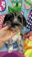 Trendy’s Green Girl Blue Eye, a female Schnoodle for sale in Eatonton, GA – 3 of 7