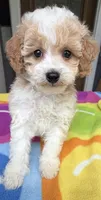Hailey’s Blue Boy, a male Cavapoo for sale in Eatonton, GA – 4 of 6