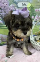 Trendy’s Purple Girl, a female Schnoodle for sale in Eatonton, GA – 4 of 9