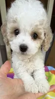 Hailey’s Brown Boy, a male Cavapoo for sale in Eatonton, GA – 9 of 9