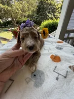 Shirley’s Purple Girl, a female Miniature Goldendoodle for sale in Eatonton, GA – 5 of 6