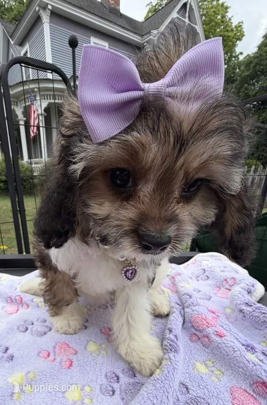 Peaches’ Purple Girl – Cavapoo puppy for sale in Eatonton, GA