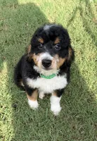 REDUCED!   Bernie’s Tri Boy, a male Miniature Bernedoodle for sale in Eatonton, GA – 4 of 8