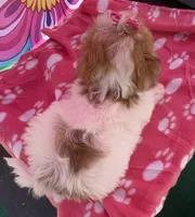 Dolly’s Red Merle Parti Blue Eye, a female Maltipoo for sale in Eatonton, GA – 4 of 8