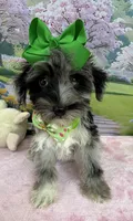 Trendy’s Green Girl Blue Eye, a female Schnoodle for sale in Eatonton, GA – 4 of 10