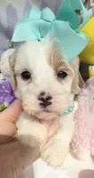 Katy’s Turqoise Girl, a female Cavapoo and Poodle - Miniature  for sale in Eatonton, GA – Photo 5 of 7