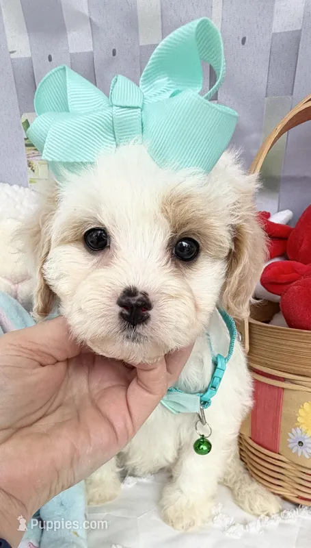 Katy’s Turqoise Girl