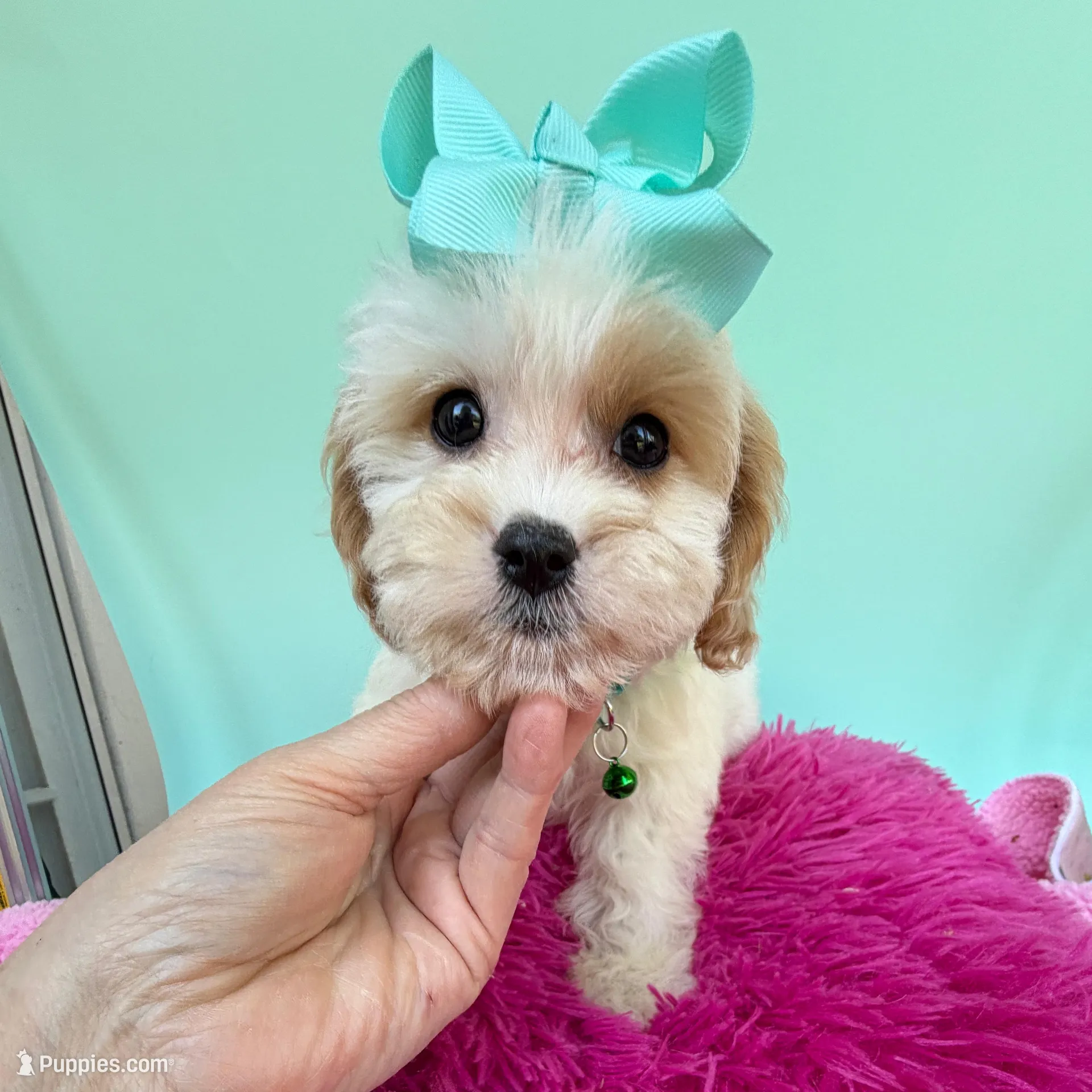 Katy’s Turqoise Girl – Cavapoo, Poodle - Miniature  puppy for sale in Eatonton, GA