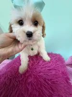 Katy’s Turqoise Girl, a female Cavapoo for sale in Eatonton, GA – Photo 4 of 6