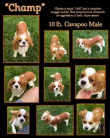 Katy’s Turqoise Girl, a female Cavapoo for sale in Eatonton, GA – Photo 6 of 6