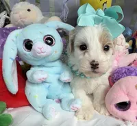 Katy’s Turqoise Girl, a female Cavapoo and Poodle - Miniature  for sale in Eatonton, GA – Photo 3 of 7