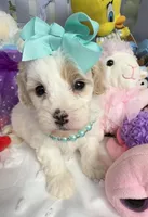 Katy’s Turqoise Girl, a female Cavapoo and Poodle - Miniature  for sale in Eatonton, GA – Photo 1 of 7