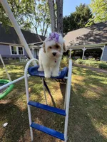 Katy’s Turqoise Girl, a female Cavapoo for sale in Eatonton, GA – 4 of 6