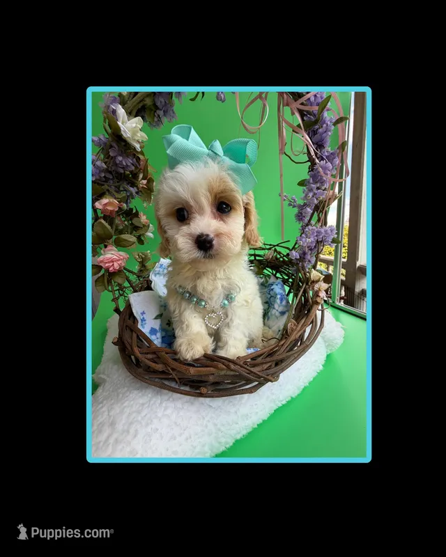 Katy’s Turqoise Girl – Cavapoo, Poodle - Miniature  puppy for sale in Eatonton, GA
