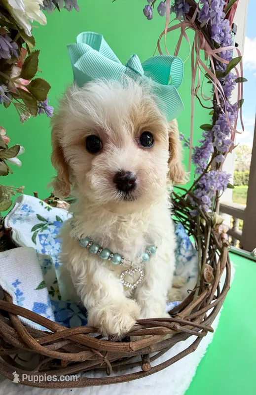 Katy’s Turqoise Girl – Cavapoo, Poodle - Miniature  puppy for sale in Eatonton, GA