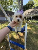 Katy’s Turqoise Girl, a female Cavapoo for sale in Eatonton, GA – 3 of 6