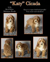 Katy’s Turqoise Girl, a female Cavapoo for sale in Eatonton, GA – Photo 5 of 6