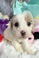 Katy’s Turqoise Girl, a female Cavapoo and Poodle - Miniature  for sale in Eatonton, GA – Photo 6 of 7