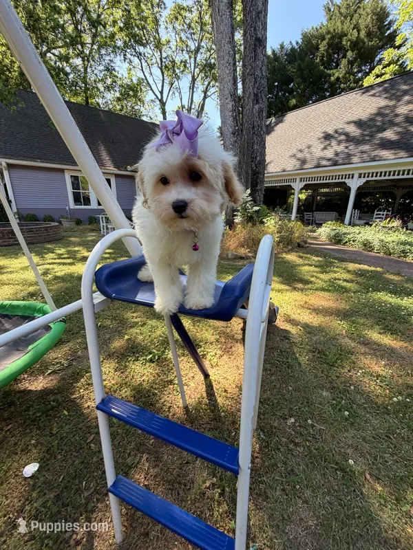 Katy’s Turqoise Girl – Cavapoo puppy for sale in Eatonton, GA