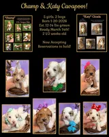 Katy’s Turqoise Girl, a female Cavapoo and Poodle - Miniature  for sale in Eatonton, GA – Photo 7 of 7