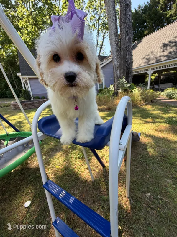 Katy’s Turqoise Girl – Cavapoo puppy for sale in Eatonton, GA
